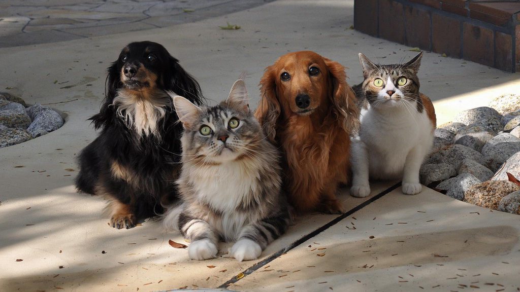 a group of animals sitting on the ground