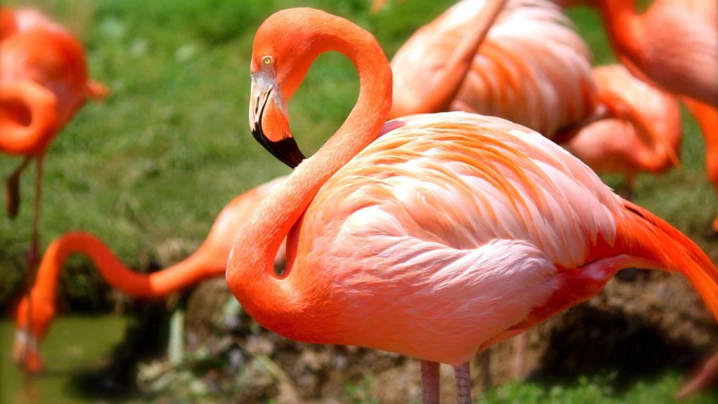 a close up of a flamingo