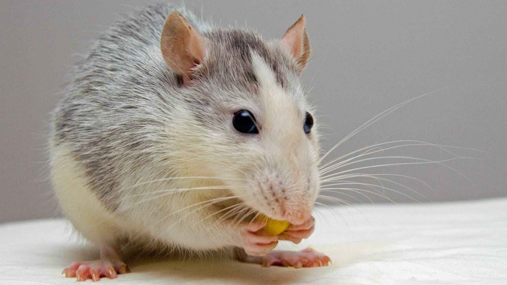 a mouse eating a piece of food