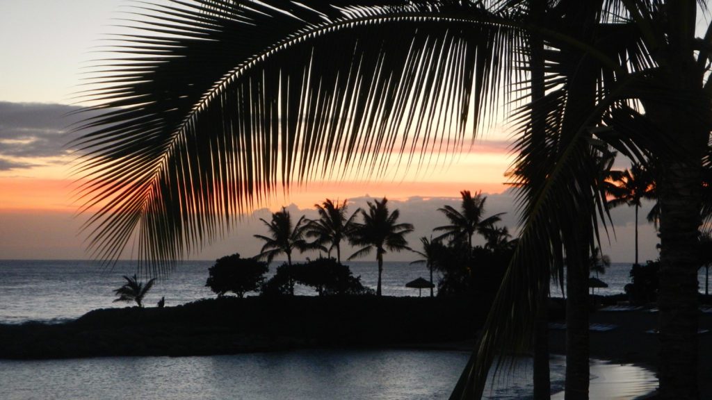 a palm trees and a body of water