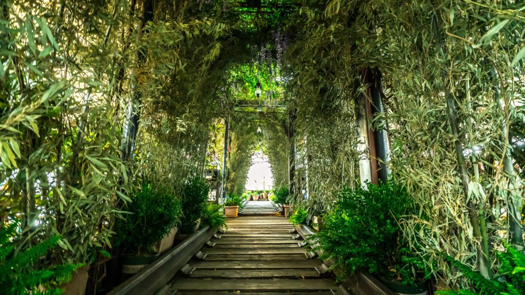 a walkway with plants and trees