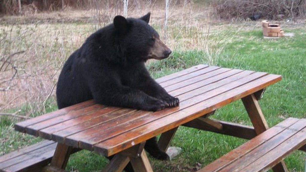 a bear sitting at a picnic table