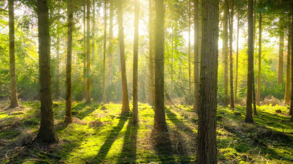 a forest with trees and sunlight