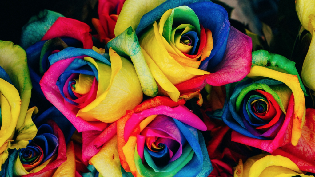 a group of colorful roses