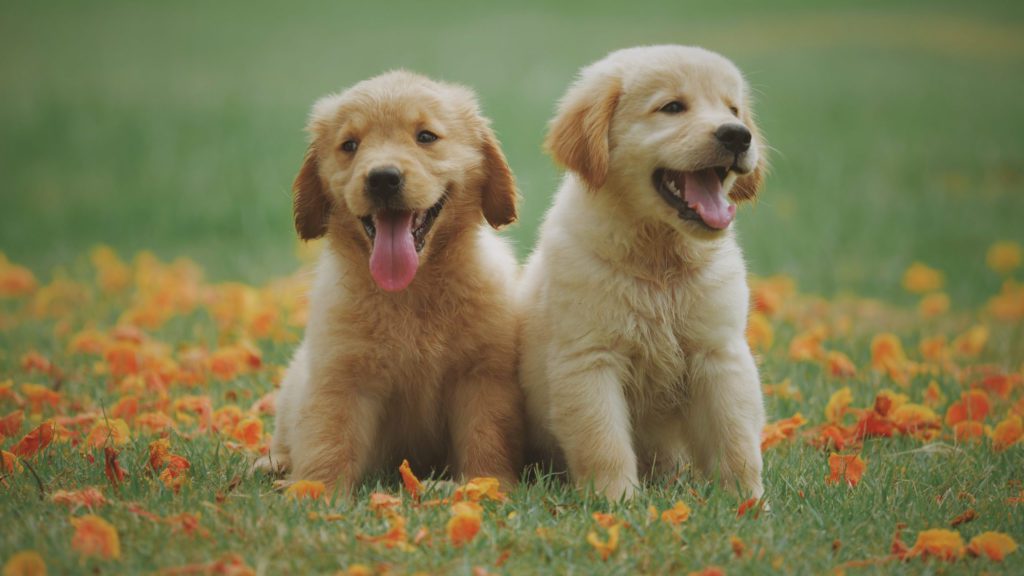 two puppies sitting in the grass