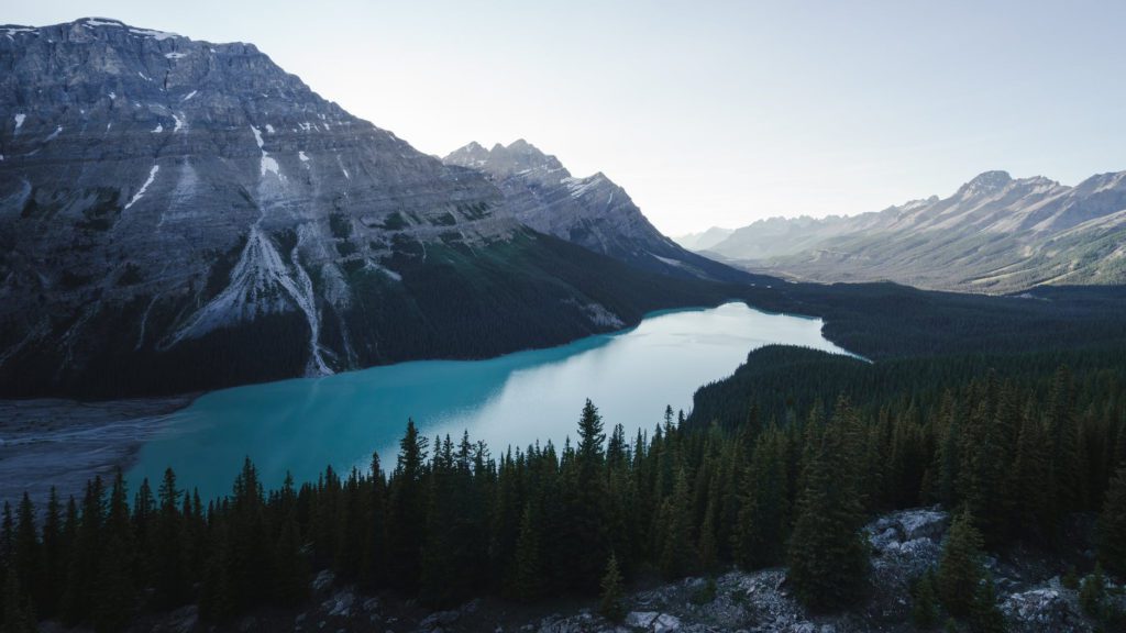 Peyto Lake surrounded by trees and mountains