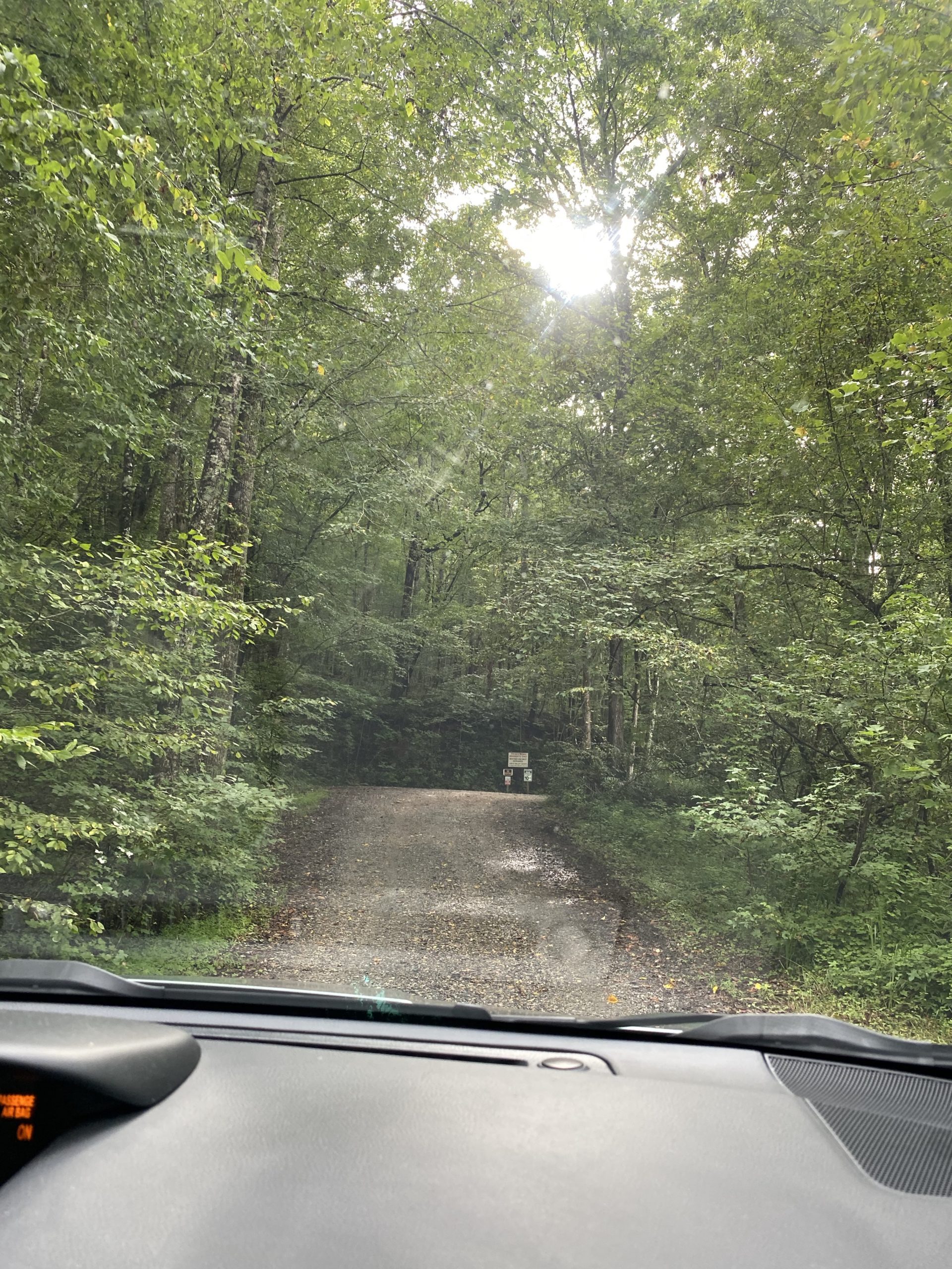 a road through a forest