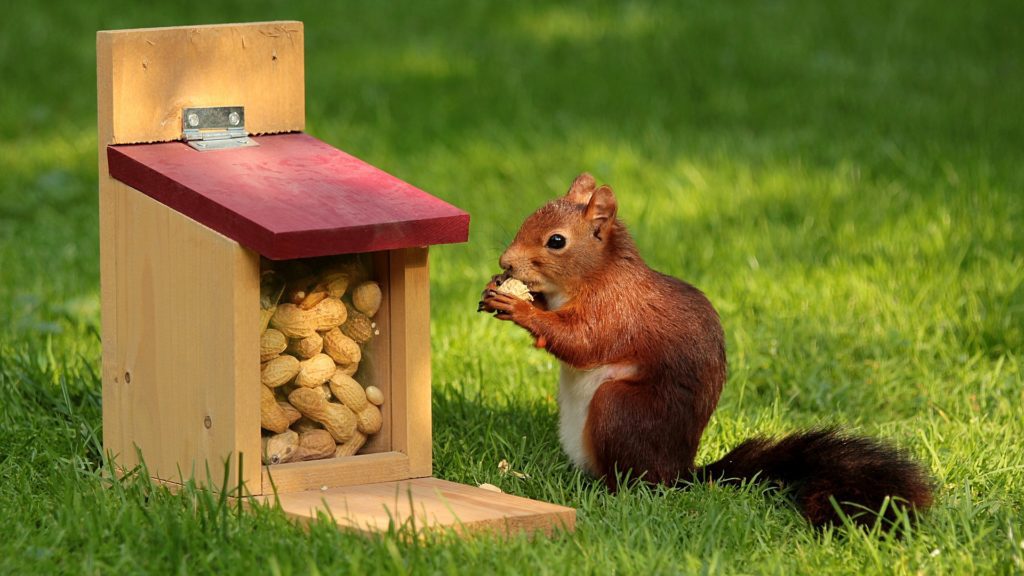 a squirrel eating peanuts from a bird feeder