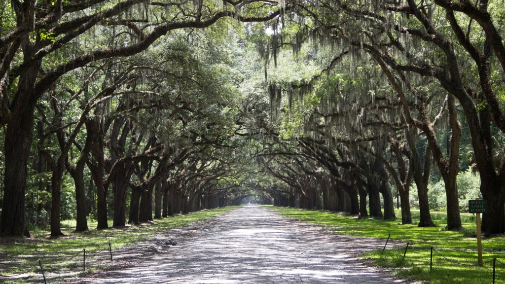 a road with trees and a bench with Wormsloe Historic Site in the background