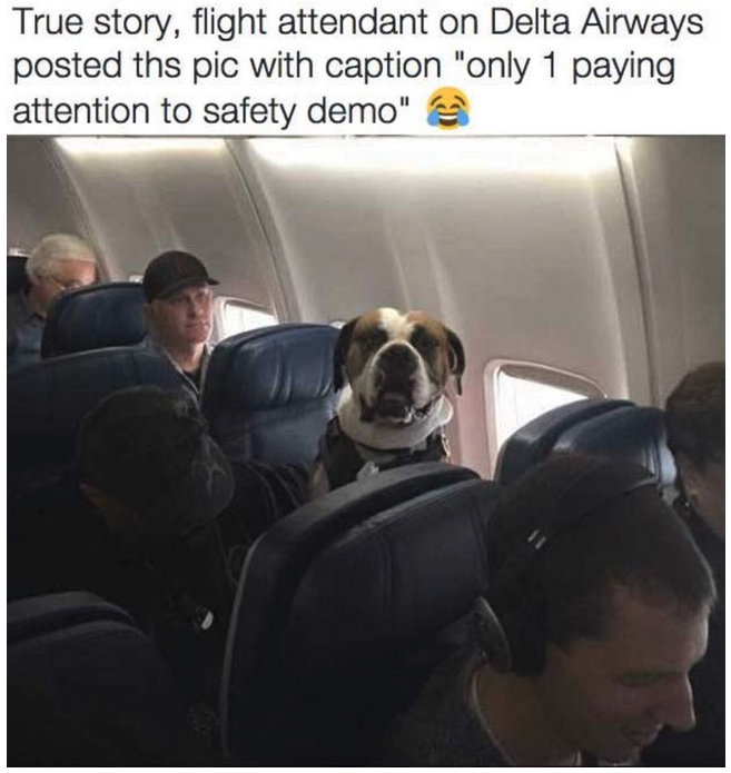 a dog sitting in an airplane