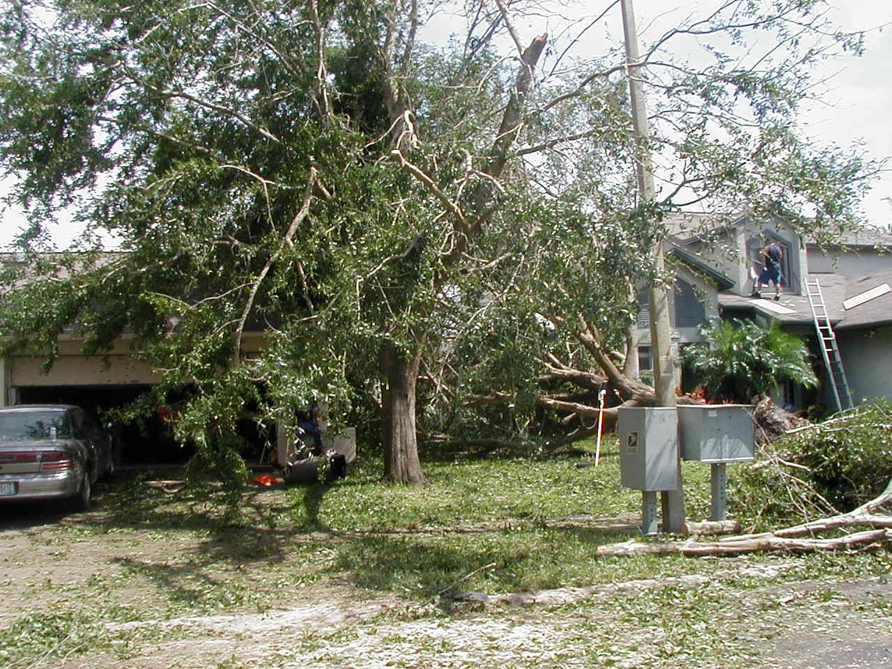 a tree fallen off a house