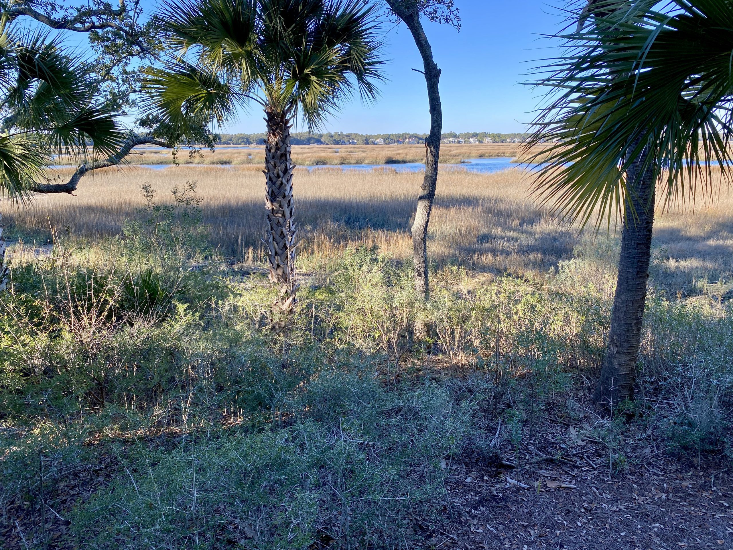 a grassy area with trees and water in the background