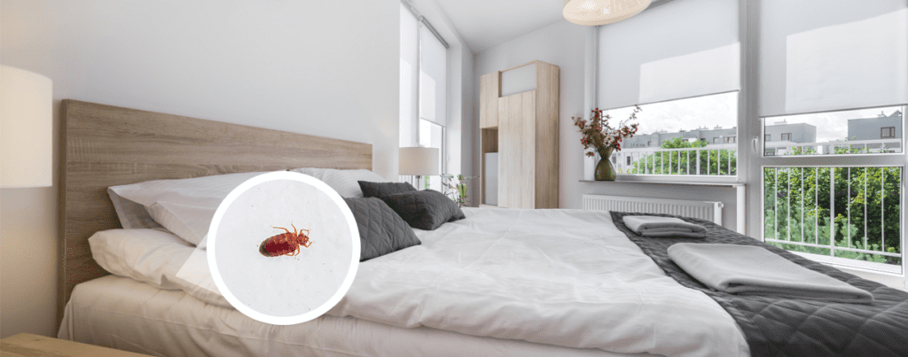 a bed with a bug on it