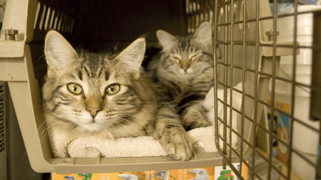 a cat lying on a blanket in a cage