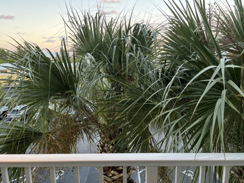 a palm trees on a balcony