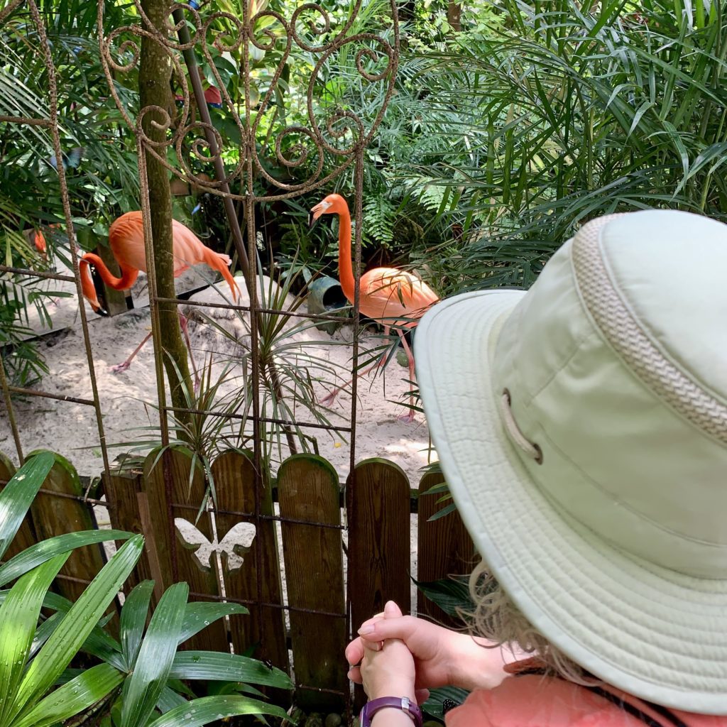 a person looking at flamingos in a fence