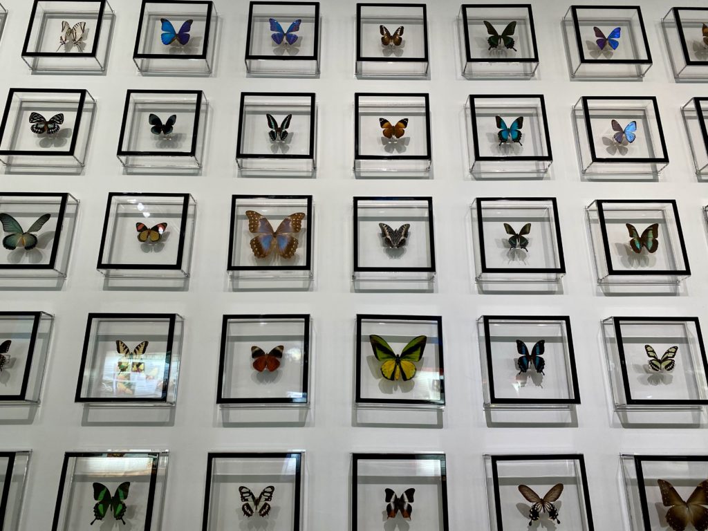 a wall with butterflies in frames