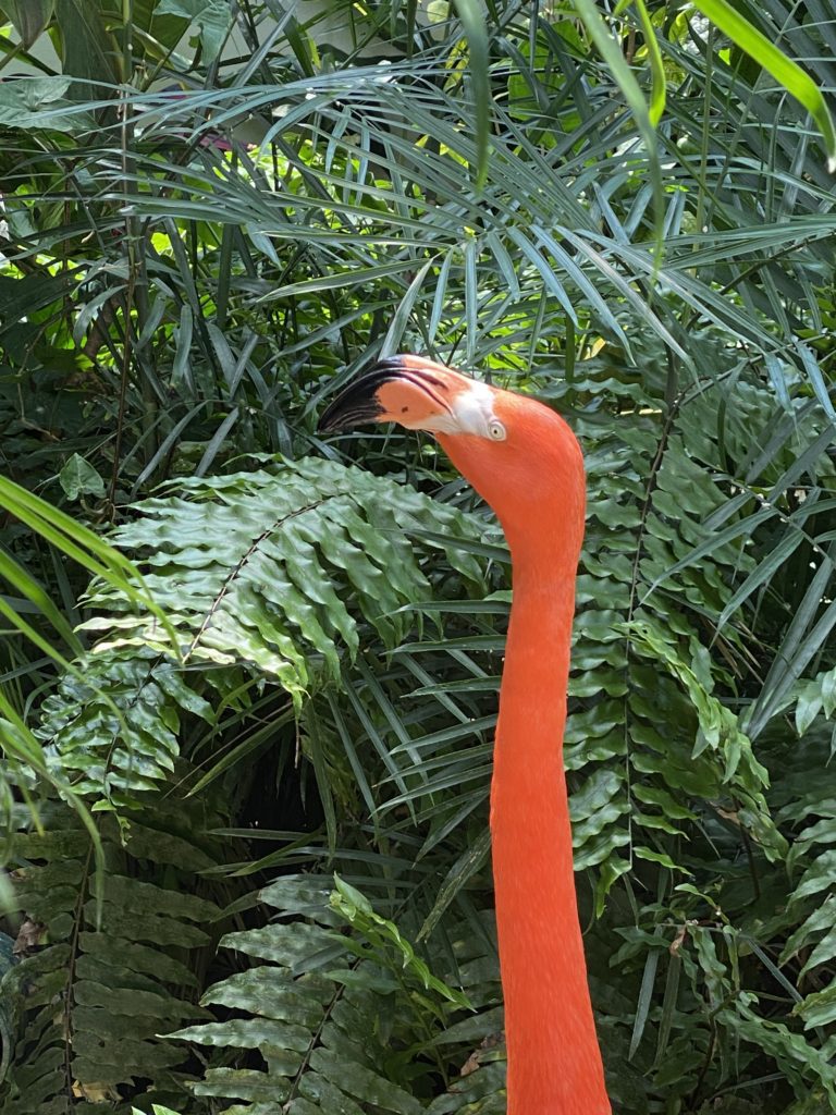 a flamingo standing in front of plants