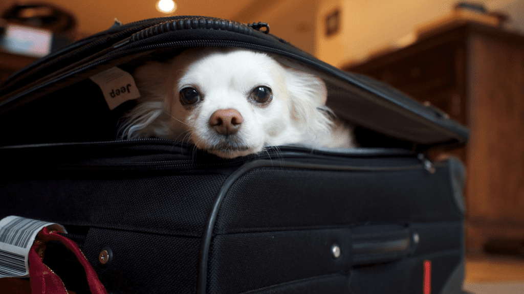 a dog lying in a suitcase