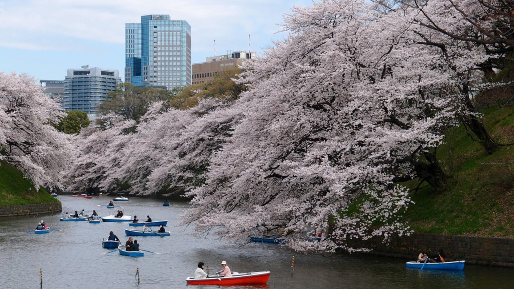 a group of people in boats on a lake with cherry blossoms