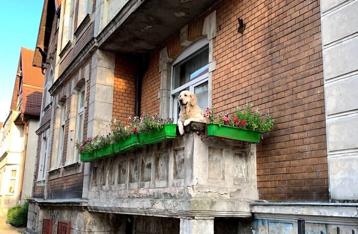 a dog sitting on a ledge of a building