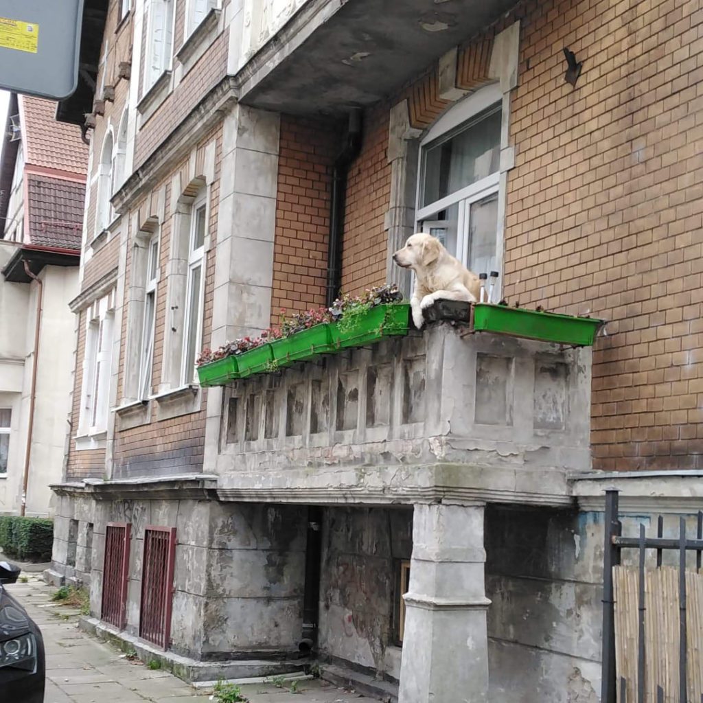 a dog sitting on a roof