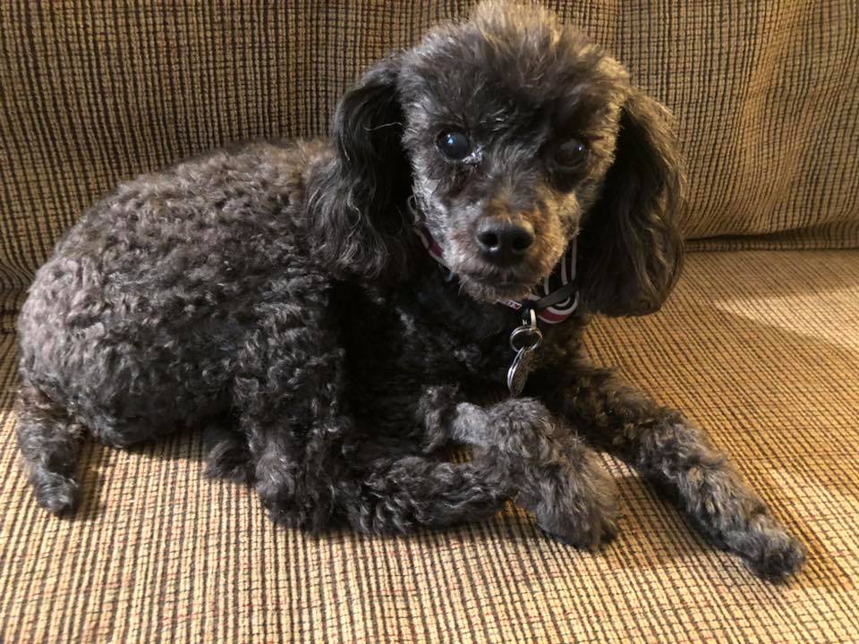 a dog lying on a couch