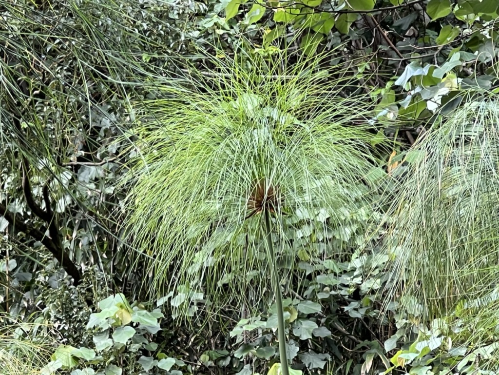 a tall grass plant in a forest