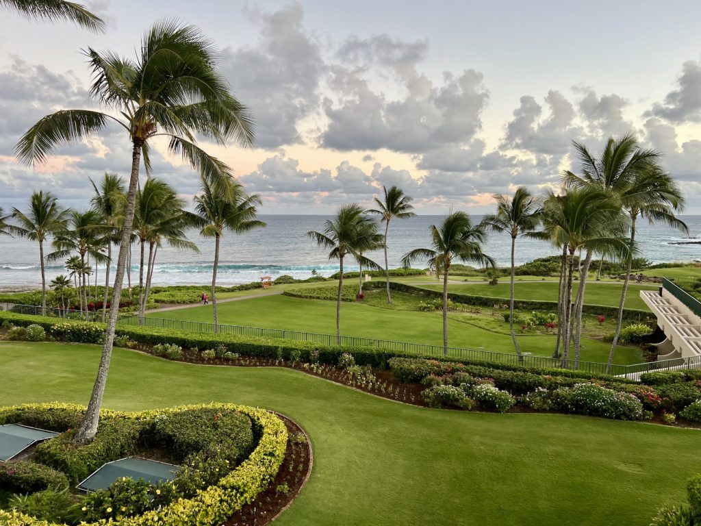 a large lawn with palm trees and a body of water