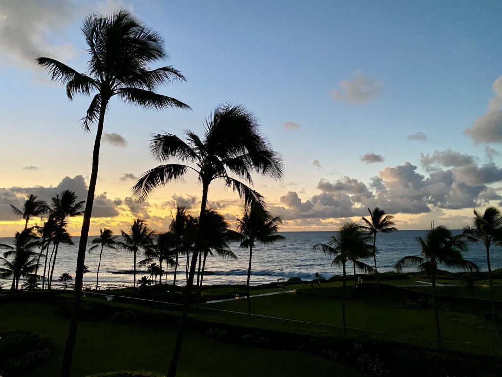 palm trees by the ocean