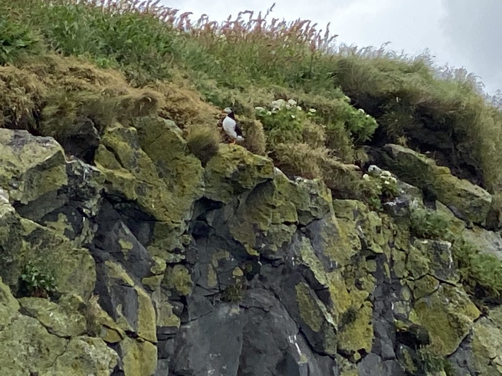 a bird on a cliff