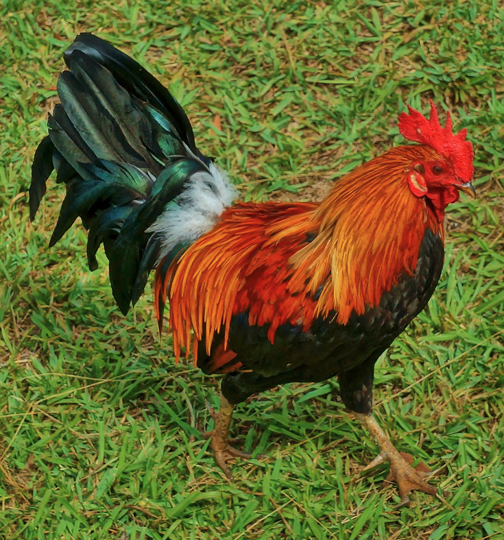 a rooster walking on grass