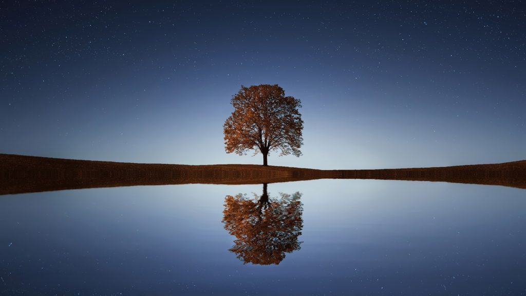 a tree on the edge of a body of water