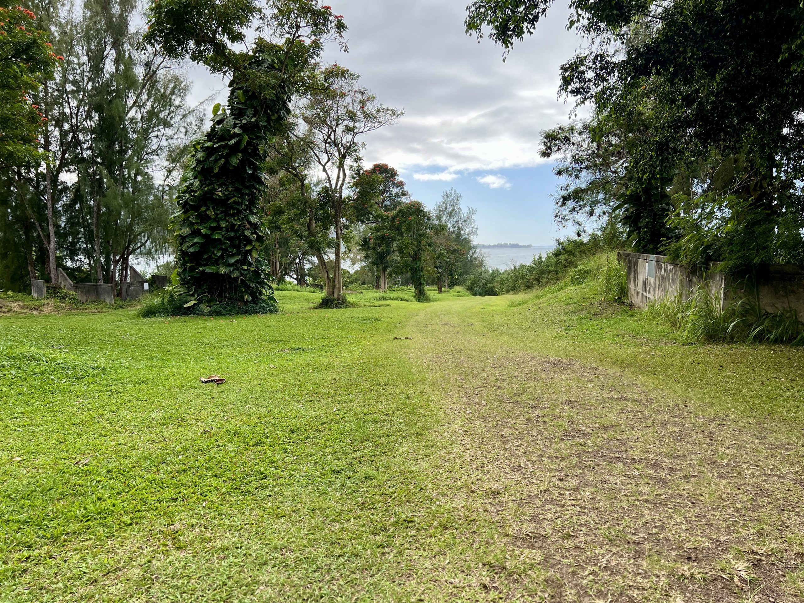 a path through a grassy area