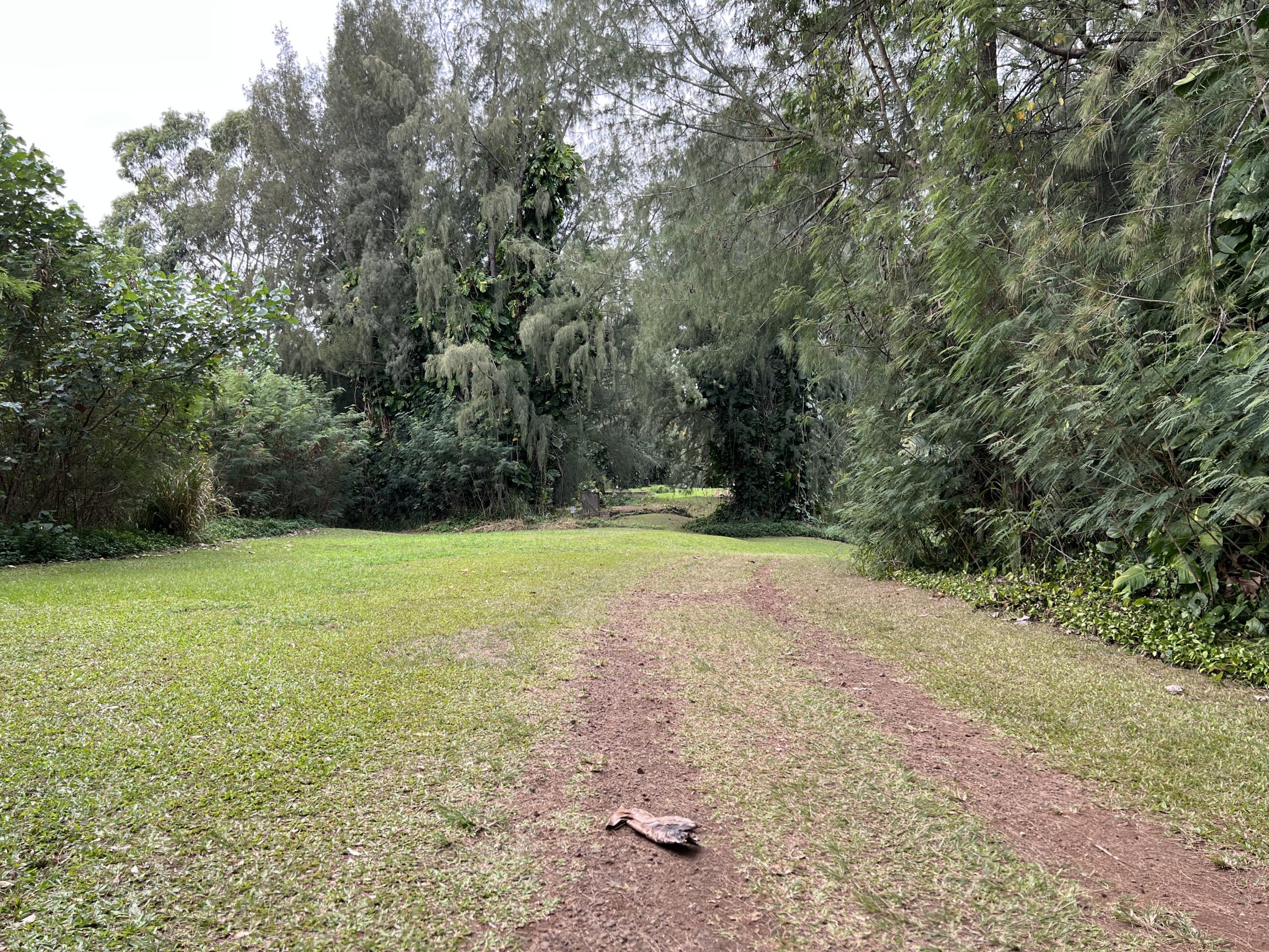 a dirt path with trees and grass
