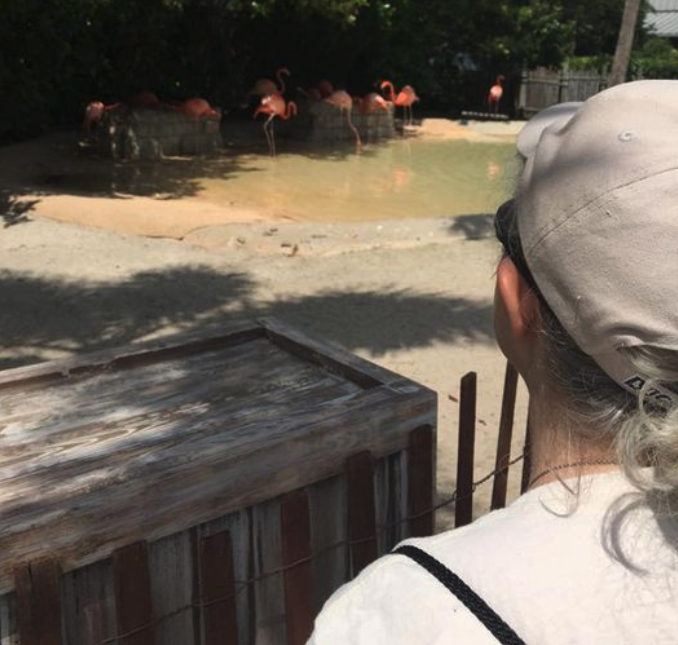 a person looking at flamingos