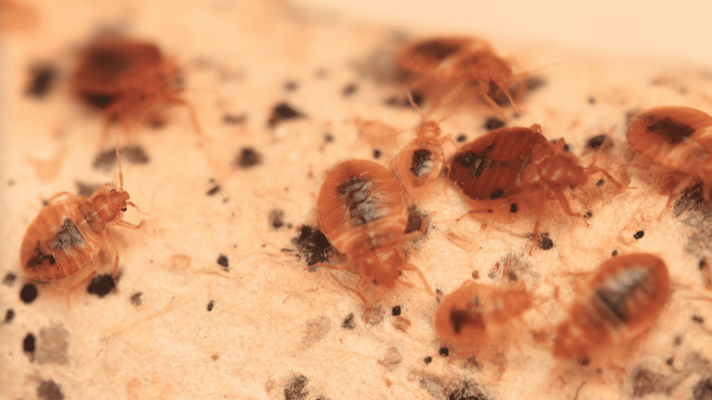 a group of brown bugs on a piece of paper