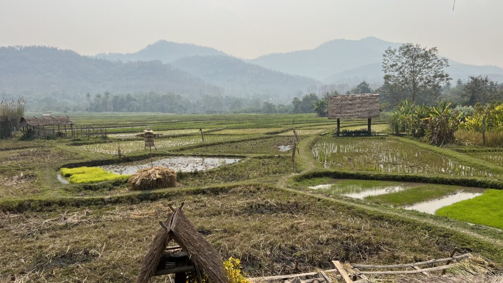 a field with grass and a hut