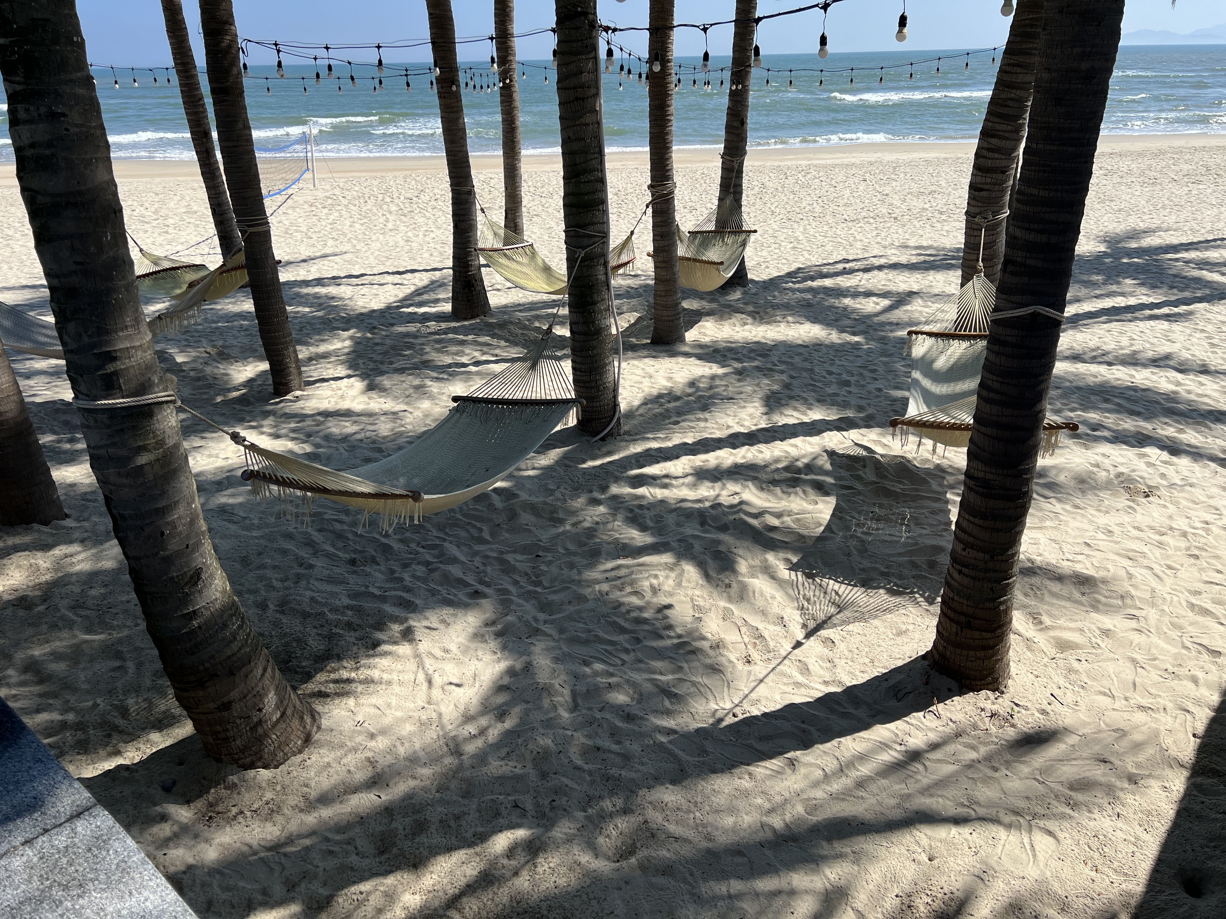 hammocks on a beach with palm trees and a body of water in the background