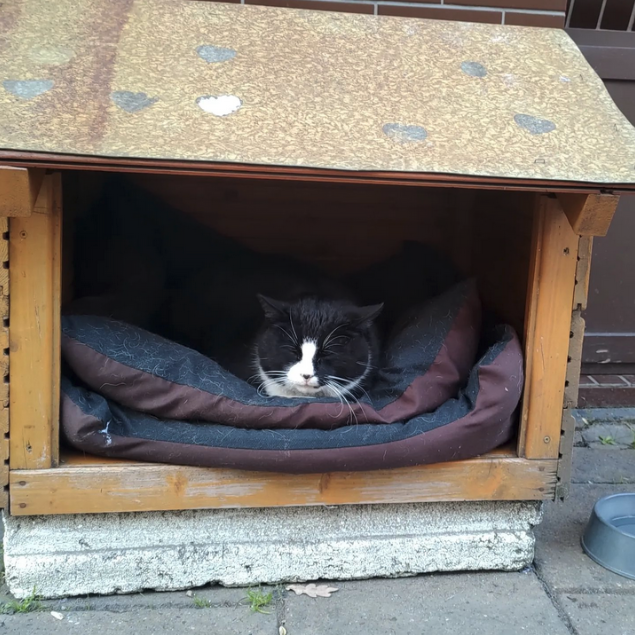 a cat lying in a dog house