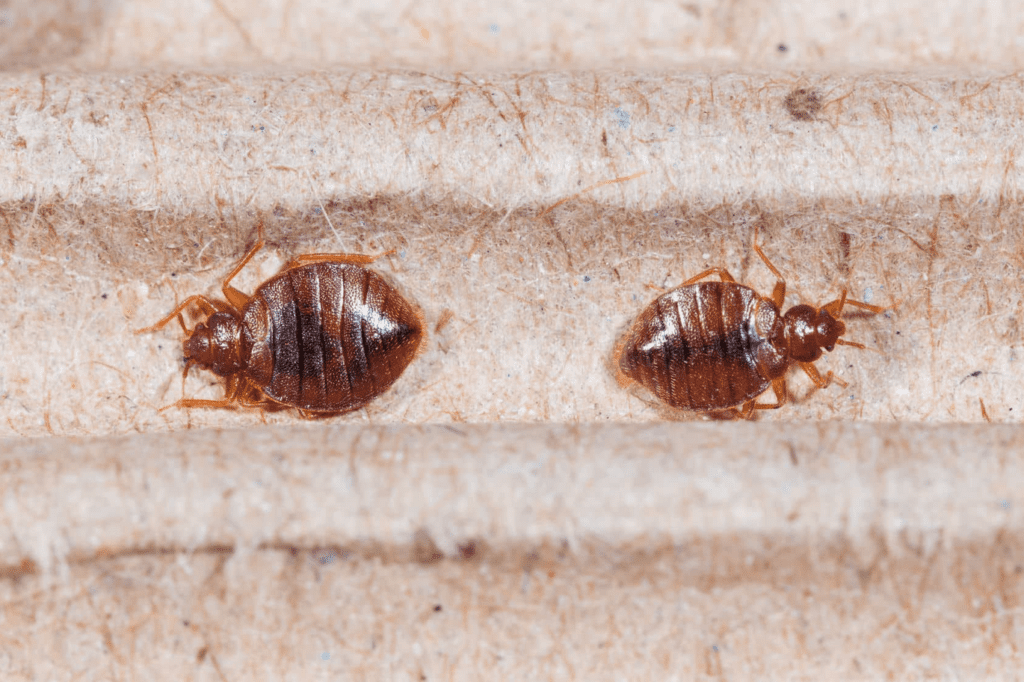 a pair of brown bugs on a cardboard surface