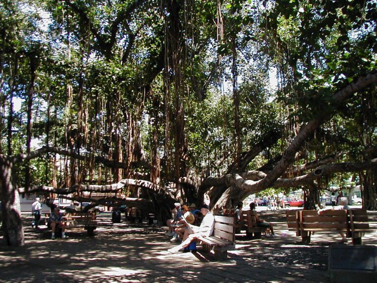 people sitting on benches under a large tree
