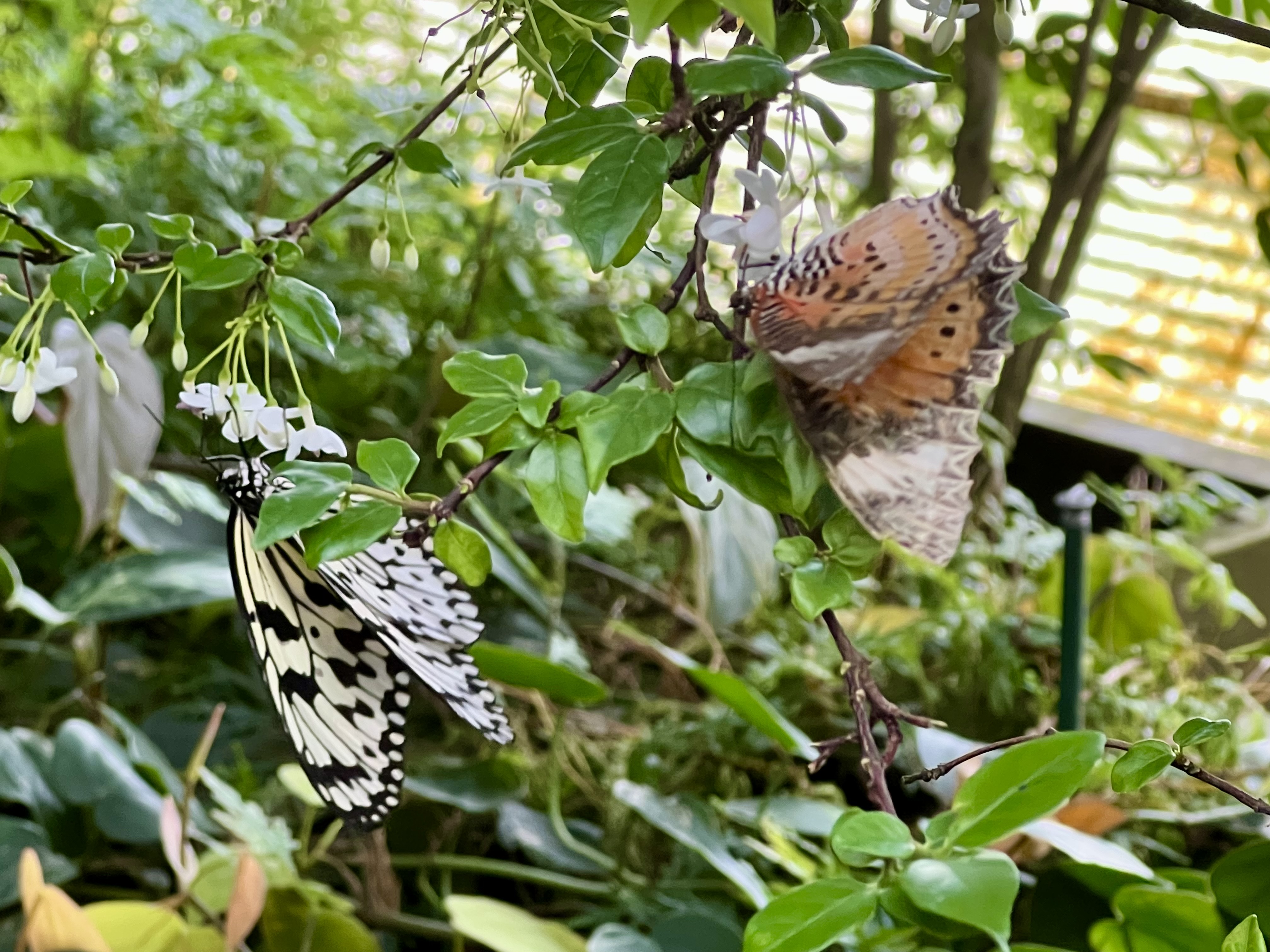 butterflies on a tree branch