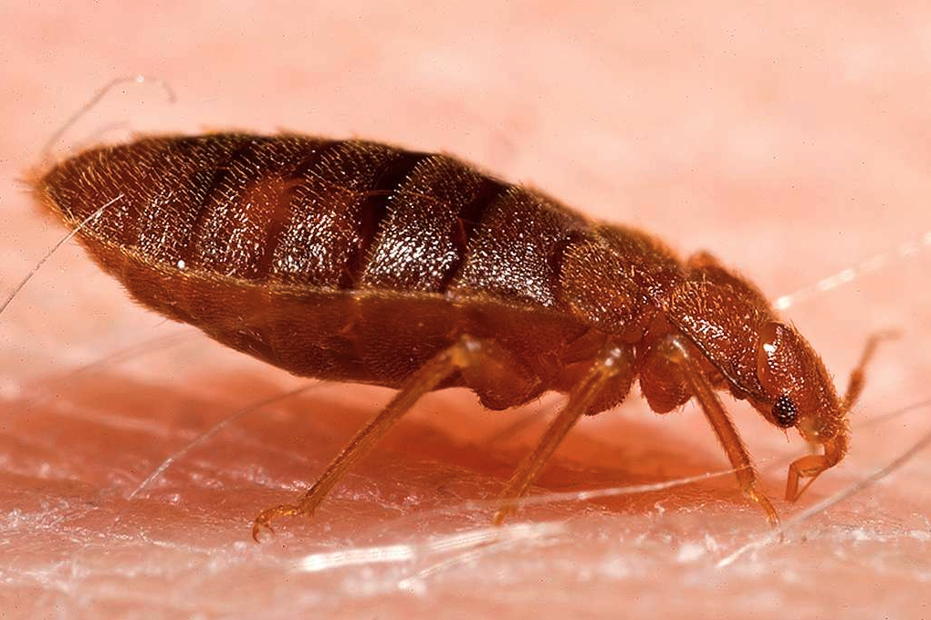 a close-up of a brown bug