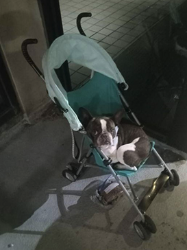 a dog sitting in a stroller