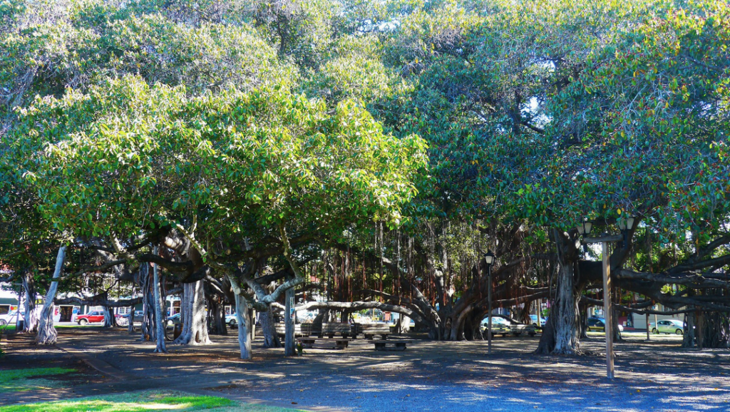 a group of trees in a park