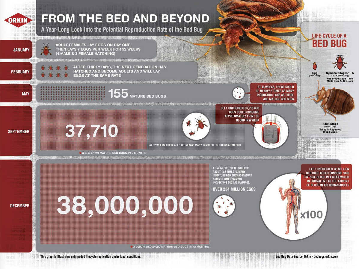 a poster of bed bug