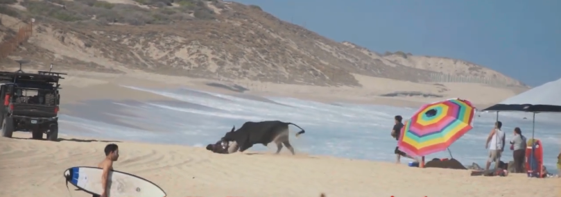 a cow on a beach