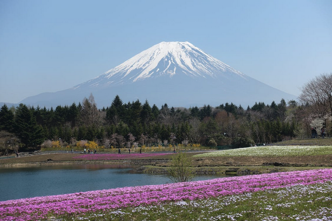 Mount Fuji with a lake and flowers