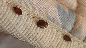 a group of bugs on a fabric surface